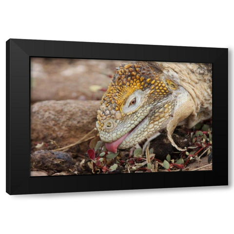 Ecuador, Galapagos Islands, Land iguana eating Black Modern Wood Framed Art Print by Morris, Arthur
