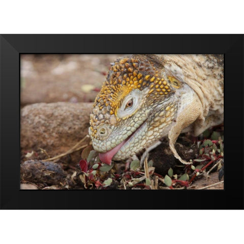 Ecuador, Galapagos Islands, Land iguana eating Black Modern Wood Framed Art Print by Morris, Arthur