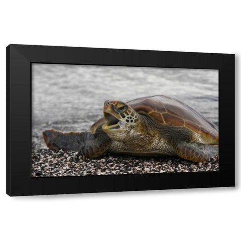 Ecuador, Galapagos, Young Pacific green turtle Black Modern Wood Framed Art Print by Morris, Arthur
