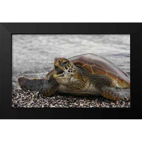 Ecuador, Galapagos, Young Pacific green turtle Black Modern Wood Framed Art Print by Morris, Arthur