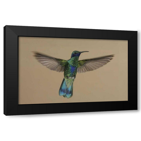 Ecuador Sparkling violet-ear hummingbird flying Black Modern Wood Framed Art Print with Double Matting by Morris, Arthur