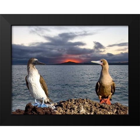 Blue and red-footed booby, Galapagos, Ecuador Black Modern Wood Framed Art Print by Williams, Joanne