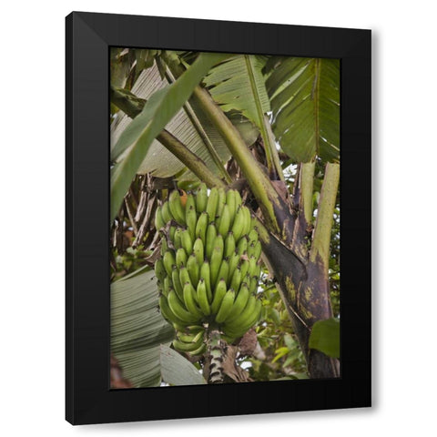 Ecuador Bananas growing wild in a cloud forest Black Modern Wood Framed Art Print with Double Matting by Grall, Don