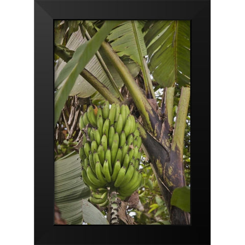 Ecuador Bananas growing wild in a cloud forest Black Modern Wood Framed Art Print by Grall, Don