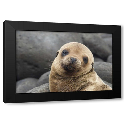 Ecuador, Galapagos Islands Sea lion pup Black Modern Wood Framed Art Print by Bush, Marie