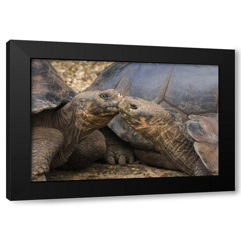 Ecuador, Galapagos Islands Giant male tortoises Black Modern Wood Framed Art Print by Bush, Marie