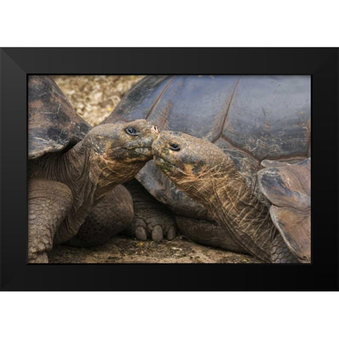 Ecuador, Galapagos Islands Giant male tortoises Black Modern Wood Framed Art Print by Bush, Marie