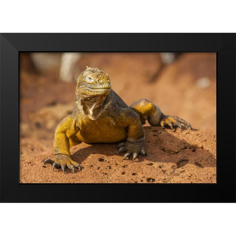 Ecuador, Galapagos NP Close-up of land iguana Black Modern Wood Framed Art Print by Illg, Cathy and Gordon