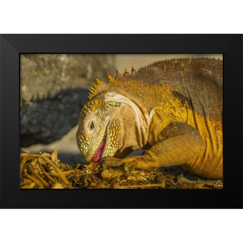 Ecuador, Galapagos NP Close-up of land iguana Black Modern Wood Framed Art Print by Illg, Cathy and Gordon