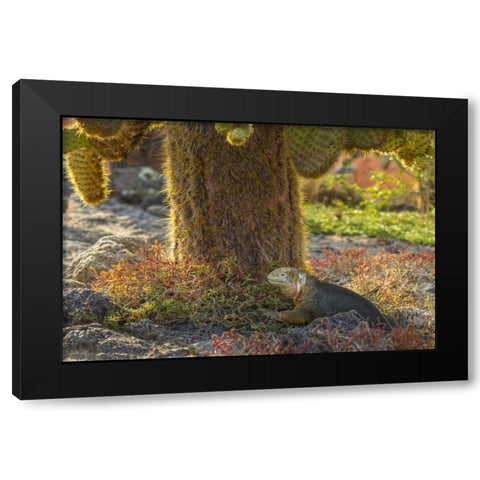 Ecuador, Galapagos NP Land iguana and cactus Black Modern Wood Framed Art Print by Illg, Cathy and Gordon