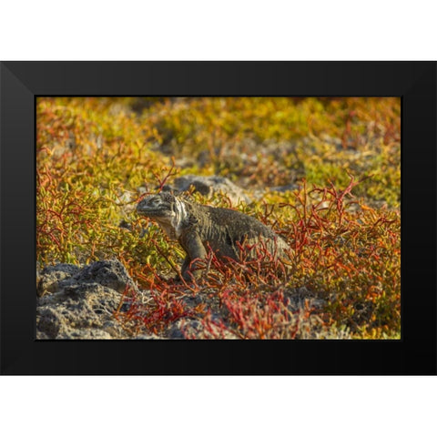 Ecuador, Galapagos NP Land iguana in vegetation Black Modern Wood Framed Art Print by Illg, Cathy and Gordon