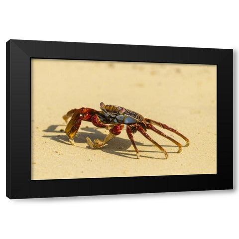 Ecuador, Galapagos NP Sally light foot crab Black Modern Wood Framed Art Print by Illg, Cathy and Gordon