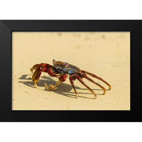 Ecuador, Galapagos NP Sally light foot crab Black Modern Wood Framed Art Print by Illg, Cathy and Gordon