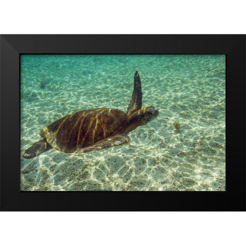 Ecuador, Galapagos NP Green sea turtle Black Modern Wood Framed Art Print by Illg, Cathy and Gordon