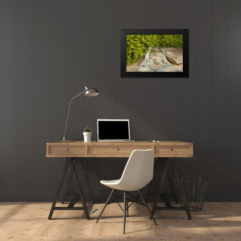 Ecuador, Galapagos NP Blue-footed booby pair Black Modern Wood Framed Art Print by Illg, Cathy and Gordon