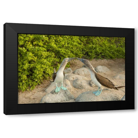 Ecuador, Galapagos NP Blue-footed booby pair Black Modern Wood Framed Art Print by Illg, Cathy and Gordon
