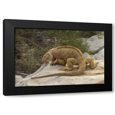 Ecuador, Galapagos NP Land iguana on boulder Black Modern Wood Framed Art Print with Double Matting by Illg, Cathy and Gordon