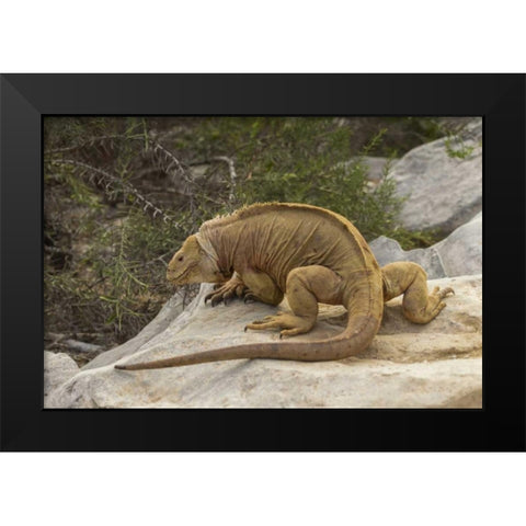 Ecuador, Galapagos NP Land iguana on boulder Black Modern Wood Framed Art Print by Illg, Cathy and Gordon