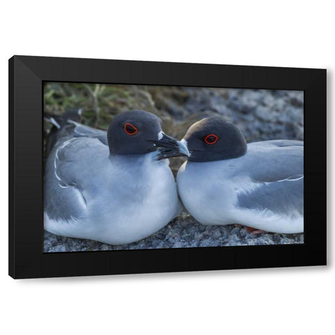 Ecuador, Galapagos NP Swallow-tailed gull pair Black Modern Wood Framed Art Print by Illg, Cathy and Gordon