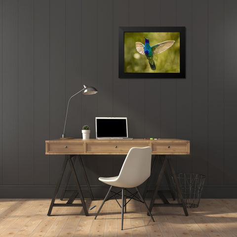 Ecuador Sparkling violet-ear hummingbird Black Modern Wood Framed Art Print by Illg, Cathy and Gordon