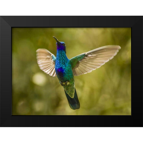 Ecuador Sparkling violet-ear hummingbird Black Modern Wood Framed Art Print by Illg, Cathy and Gordon