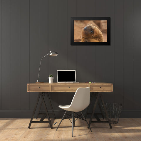 Ecuador, Galapagos NP Sea lion close-up Black Modern Wood Framed Art Print by Illg, Cathy and Gordon