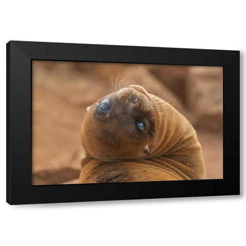 Ecuador, Galapagos NP Sea lion close-up Black Modern Wood Framed Art Print by Illg, Cathy and Gordon