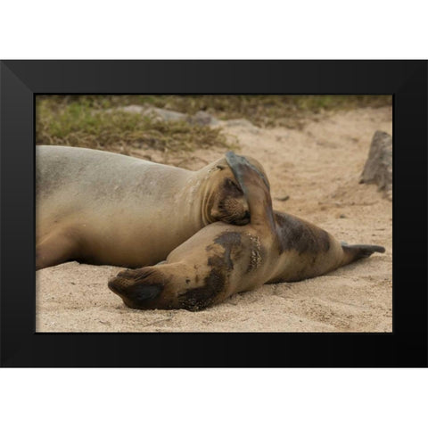 Ecuador, Galapagos NP Sleeping sea lions Black Modern Wood Framed Art Print by Illg, Cathy and Gordon