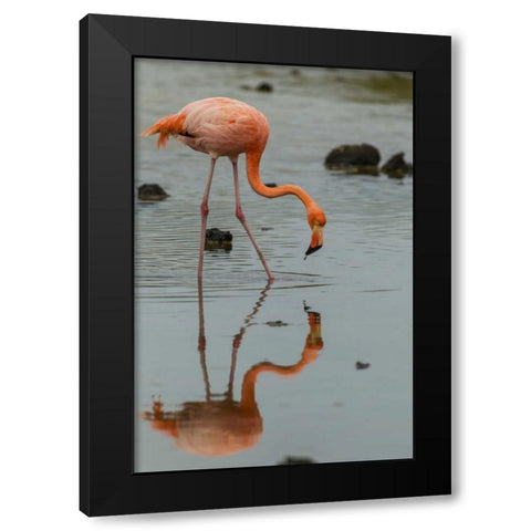 Ecuador, Galapagos NP Wading greater flamingo Black Modern Wood Framed Art Print by Illg, Cathy and Gordon