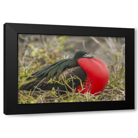 Ecuador, Galapagos Great Frigatebird displaying Black Modern Wood Framed Art Print with Double Matting by Illg, Cathy and Gordon