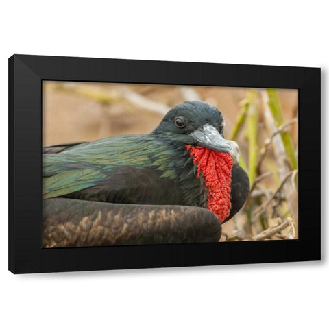 Ecuador, Galapagos NP Male great Frigatebird Black Modern Wood Framed Art Print by Illg, Cathy and Gordon