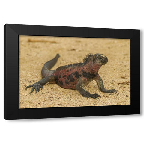 Ecuador, Galapagos NP Marine iguana on sand Black Modern Wood Framed Art Print by Illg, Cathy and Gordon