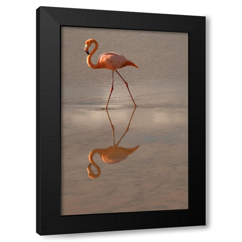 Greater Flamingo-Ecuador Black Modern Wood Framed Art Print with Double Matting by Sederquist, Betty