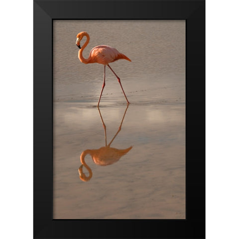 Greater Flamingo-Ecuador Black Modern Wood Framed Art Print by Sederquist, Betty