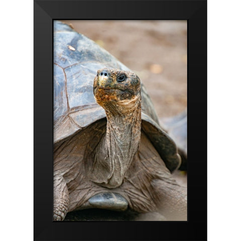 Galapagos tortoise peeks out from beneath its shell. Black Modern Wood Framed Art Print by Sederquist, Betty