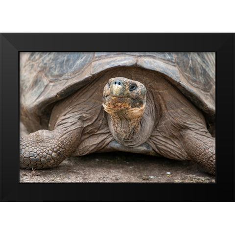 Giant tortoise lumbers along at the Charles Darwin Research Center. Black Modern Wood Framed Art Print by Sederquist, Betty