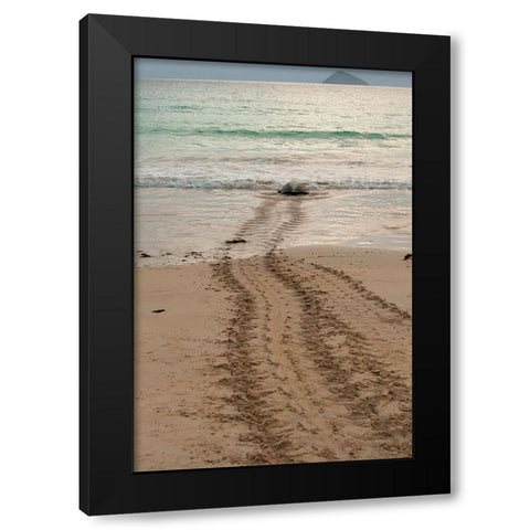 After laying its eggs on a Galapagos beach- this sea turtle returning to the ocean. Black Modern Wood Framed Art Print with Double Matting by Sederquist, Betty