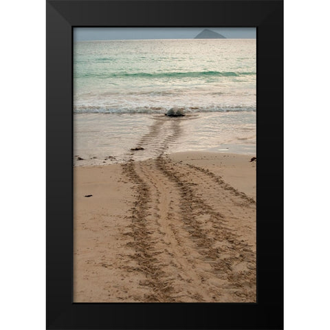 After laying its eggs on a Galapagos beach- this sea turtle returning to the ocean. Black Modern Wood Framed Art Print by Sederquist, Betty