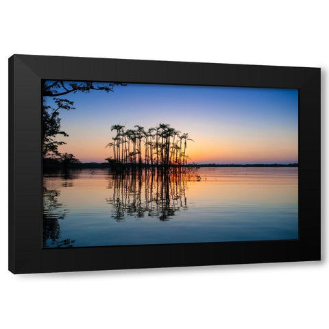 Equator in the Amazon rainforest- Palm trees in Laguna Grande. Black Modern Wood Framed Art Print with Double Matting by Sederquist, Betty