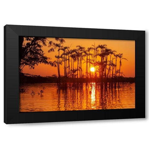 Equator in the Amazon rainforest- trees in Laguna Grande. Black Modern Wood Framed Art Print with Double Matting by Sederquist, Betty