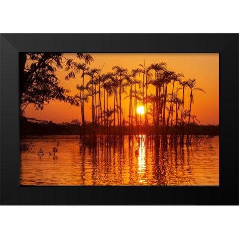 Equator in the Amazon rainforest- trees in Laguna Grande. Black Modern Wood Framed Art Print by Sederquist, Betty