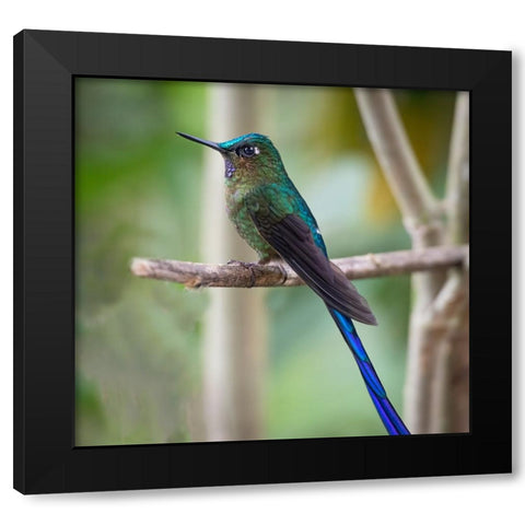 The long tailed sylph a showy Cloud Forest hummingbird. Black Modern Wood Framed Art Print with Double Matting by Sederquist, Betty