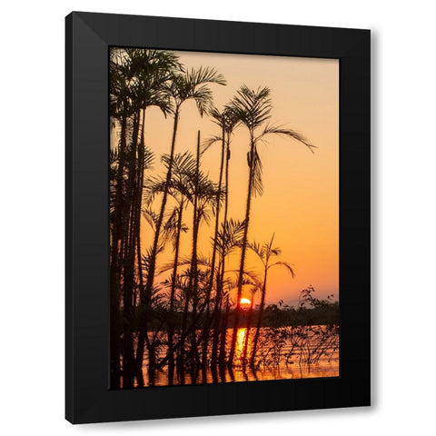 The sun sets at Latitude 0 during this equatorial sunset in the Amazon. Black Modern Wood Framed Art Print by Sederquist, Betty