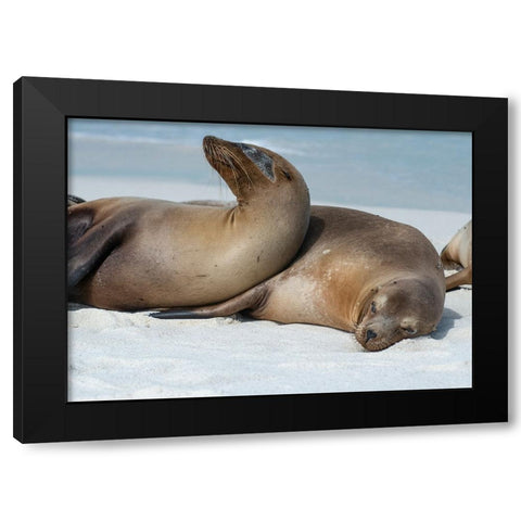 These sea lions cuddle at Gardner Bay- Espanola Island. Black Modern Wood Framed Art Print with Double Matting by Sederquist, Betty