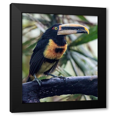 Aracari in the Cloud Forest has a huge bill. Black Modern Wood Framed Art Print with Double Matting by Sederquist, Betty