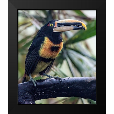Aracari in the Cloud Forest has a huge bill. Black Modern Wood Framed Art Print by Sederquist, Betty