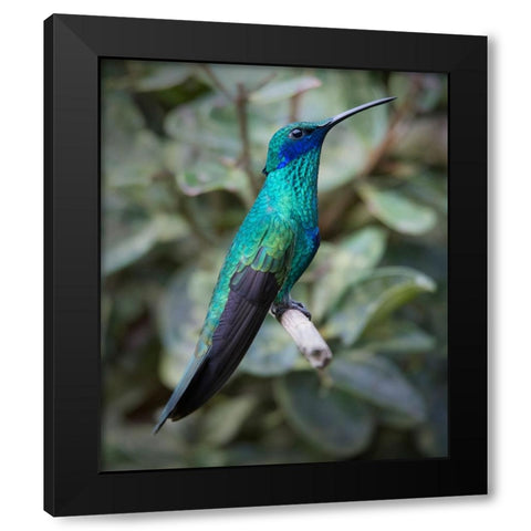 Colorful sparkling violet ear hummingbird is widespread in the Andes Cloud Forest. Black Modern Wood Framed Art Print by Sederquist, Betty