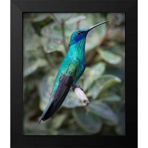 Colorful sparkling violet ear hummingbird is widespread in the Andes Cloud Forest. Black Modern Wood Framed Art Print by Sederquist, Betty