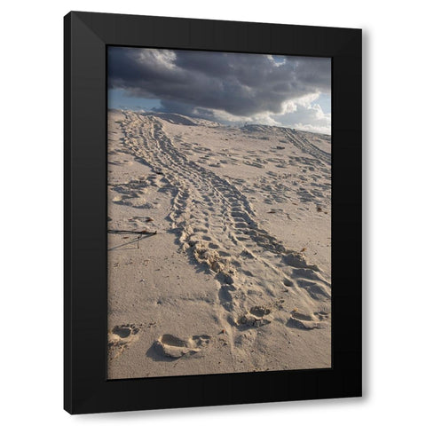 Turtle tracks lead from the turtles egg playing place to the shoreline- Galapagos. Black Modern Wood Framed Art Print by Sederquist, Betty