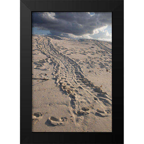 Turtle tracks lead from the turtles egg playing place to the shoreline- Galapagos. Black Modern Wood Framed Art Print by Sederquist, Betty